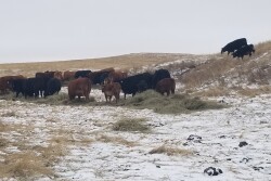feeding-hay.NDSU_.jpg