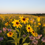 Native prairie with flowers