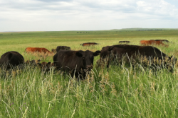 range-cattle-grazing