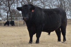 BT_Angus_Bull