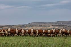 Hereford cattle