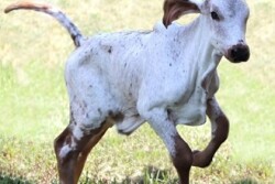 One-week-old calf born with resistance to the bovine viral diarrhea virus
