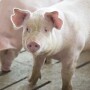 Cash traded weaner pig volume was above average this week, as cash prices were $31.92, down $0.72 from a week ago. 