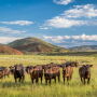 Adobe Black Steers