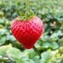 Strawberry and strawberry field