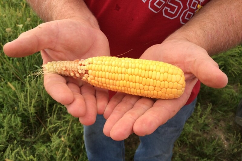 corn crop tour 2016
