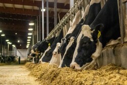 Holstein Cow
