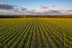 Field of Vidalia sweet onions at Glennville, Ga.-based Bland Farms