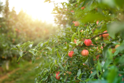 Apple orchard