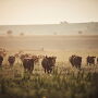 Drought cows
