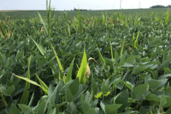 This was a familiar scene in Midwest soybean fields this season. Volunteer corn contribute to yield loss and can also shelter corn rootworm eggs. Agronomists recommend planning ahead to control or monitor the pest for the 2023 season.
