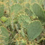 Beef producers don’t look kindly on cattle rustlers. So, it’s no surprise they don’t like uncontrolled pricklypear cactus growth robbing them blind of prime grazing lands.