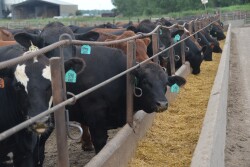 Beef production is on pace for a 3% increase.