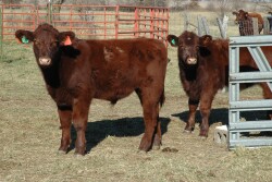 Preconditioned calves return more at auction.
