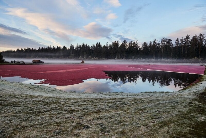 ocean spray cranberry
