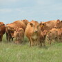 BT_Cows_Calves_Akaushi
