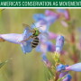 Native bees have relatively simple needs. Their three main requirements for a healthy life are food (wildflowers), shelter (places to nest), and a pesticide-free environment. Some of the very best places for North American native bees to thrive are sustainably managed working lands.
