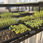 This shows a series of weeds the Harpe Bioherbicide team is growing (and controlling) -- up front is a slat of morning glory weeds that were sprayed less than a week ago.