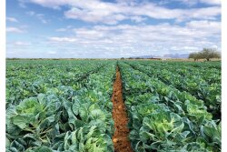Brussels sprouts are the No. 1 organic seller for 4Earth Farms LLC, says Mark Munger, vice president of sales and marketing. The company has a core organic product line of about 25 items and sources from several growing areas, including Sonora, Mexico.