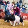 Kaden Mason Crossbred Barrow