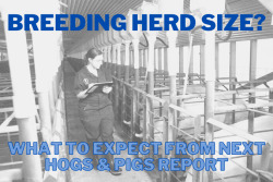 Breeding Herd Size