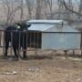 BT_Creep_Feeder_Calf