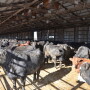 BT_Cattle_Slated_Floor_Building