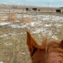 Cow-calf pairs