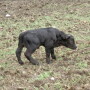 babycalf