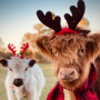 Happy cows