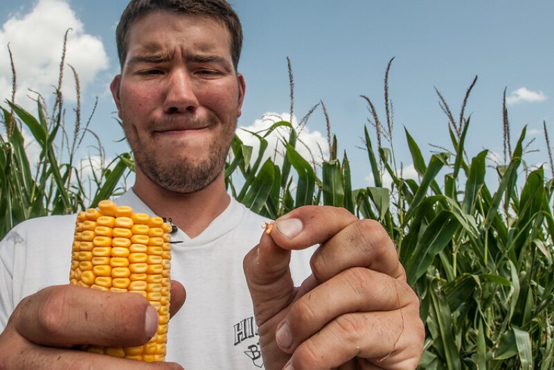 USDA Corn Check