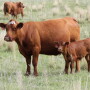 BT_Red_Cow_Calf_Nebraska