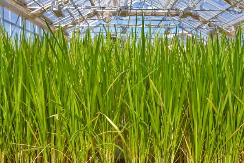 switchgrass