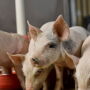 Lower-than-expected farrowing intentions, unless offset by pigs per litter pushing still higher, should translate into lower inventories.