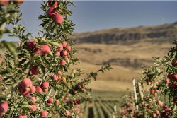 The Washington apple crop forecast is up 9%, the USDA says.