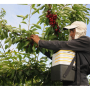 Chilean Cherry harvest.JPG