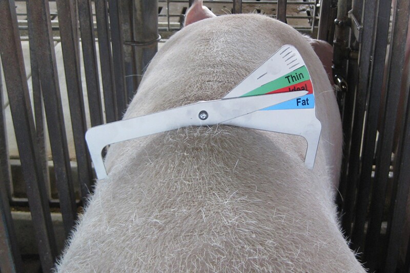 Sow caliper