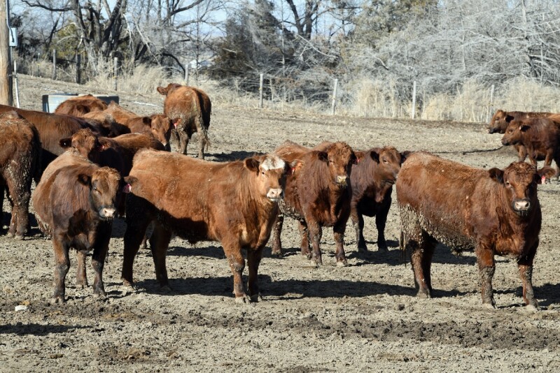 Feedlot 