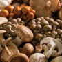 specialty-mushrooms-banner.jpg
