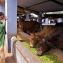 India Cattle Shelter