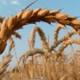 wheat