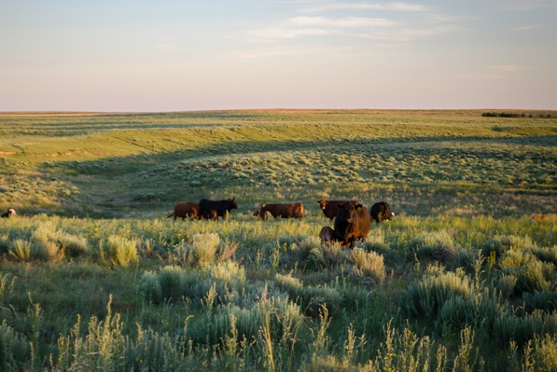 How do we create sustainable cattle operations? Take credit for what producers are doing today. 