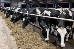 Holsteins Feedbunk_Maureen Hanson