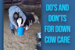 Down cows require immediate attention with assistance from a trained rescue team.