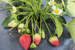 The Florida brilliance variety is in its first commercial season, with 1,000 acres planted in central Florida, says Vance Whitaker of the University of Florida.

