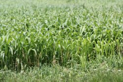 forage sorghum
