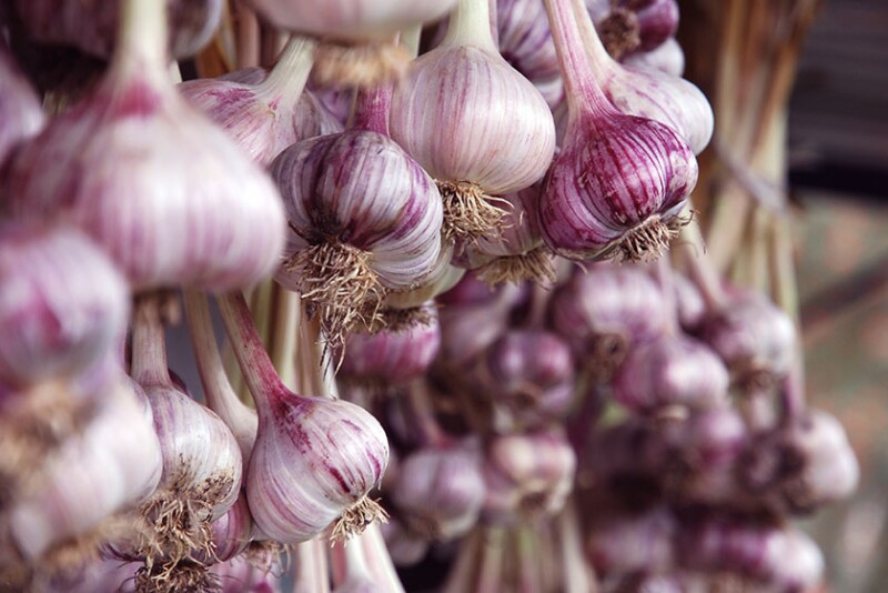 Oppy Spanish garlic