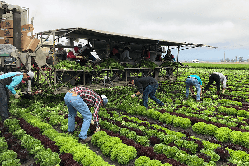 Many California produce grower-shippers keep their workers harvesting even at times there is little demand for product so that they stay busy and don't leave for another operation. 