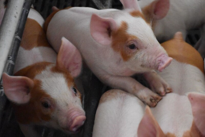 ​​Piglets at Islercrest Farms