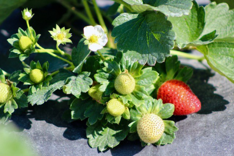 Wish Farms strawberry plant